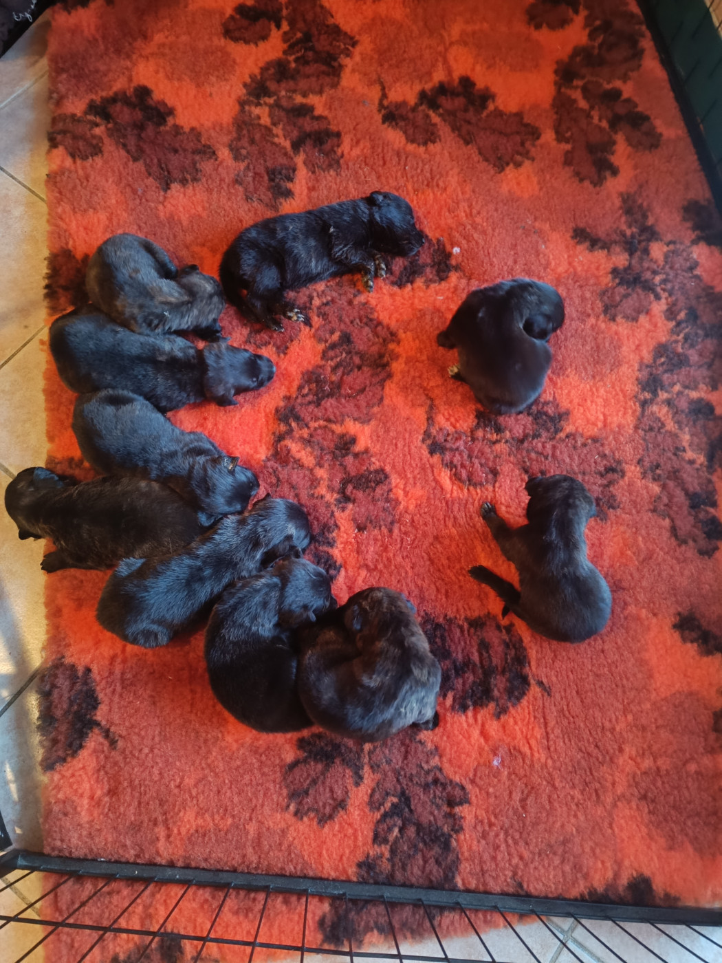 Chiot Berger hollandais Des Gardiens Desruels