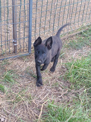 Bagheera